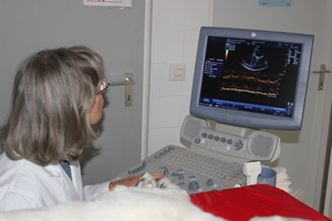 Ultraschall-Tierklinik