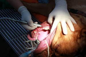 Zahnreinigung-Tierklinik