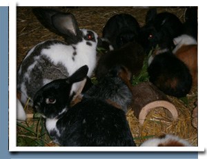 Kaninchen Impfung