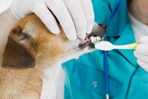 Zahnpflege bei Tieren: Tierarzt Heilbronn.